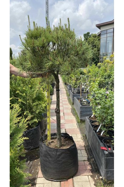 Сосна густоквіткова Окулус Драконіс (Око Дракона) штамб | Сосна густоцветковая Окулус Драконис (Глаз Дракона) штамб | Pinus densiflora Oculus draconis shtamb